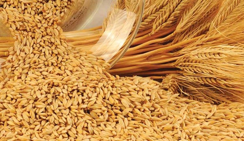 Arpa fiyatlarında yeni indirim