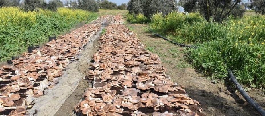 Haspolat'ta Gavcar mantarı üretiliyor
