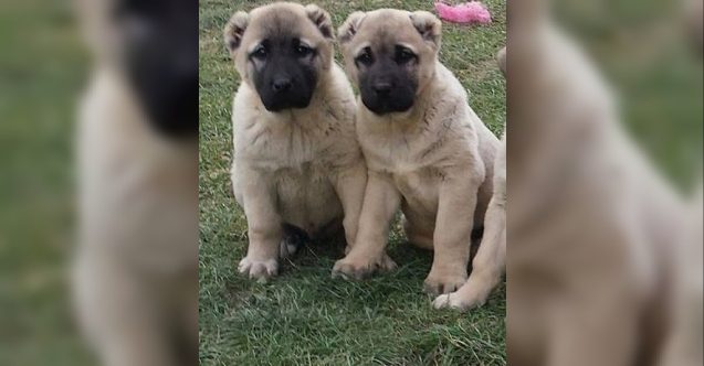 Kalkanlı’da çaldığı köpekleri satan iki kişiden biri tutuklandı, diğeri aranıyor