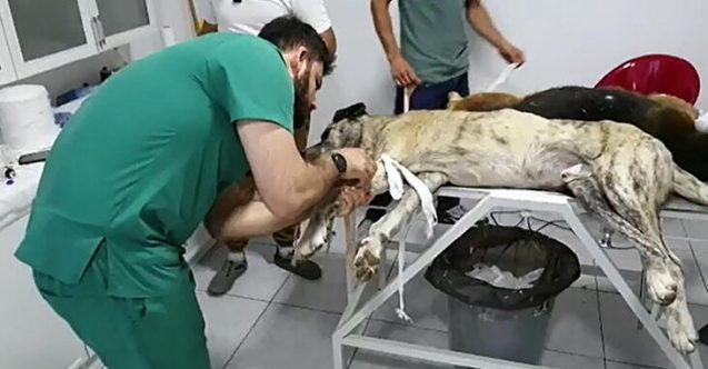 Köpekleri zehirleyerek öldürdüler