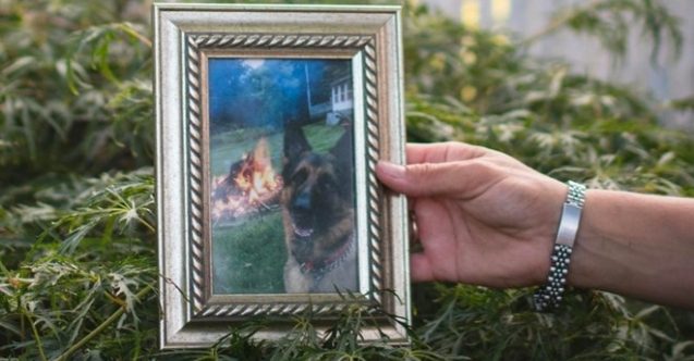 ABD'de Covid-19 testi pozitif çıkan köpek hayatını kaybetti