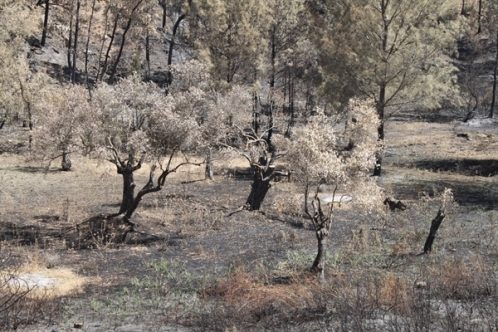 Kalkanlı anıt zeytin ağaçlarının geleceği için yerinde inceleme yapılacak