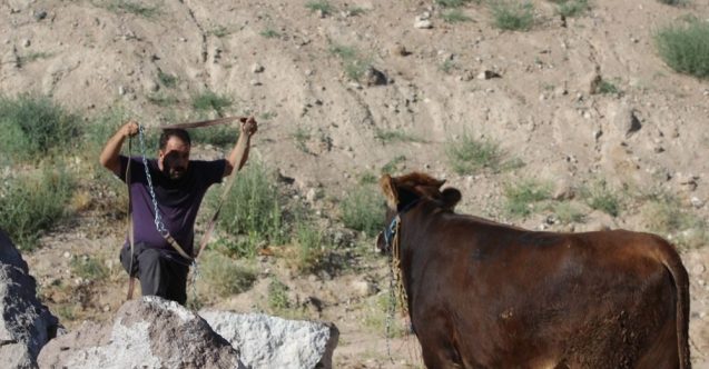 Ortalığı birbirine kattı: Gel kurban olduğum