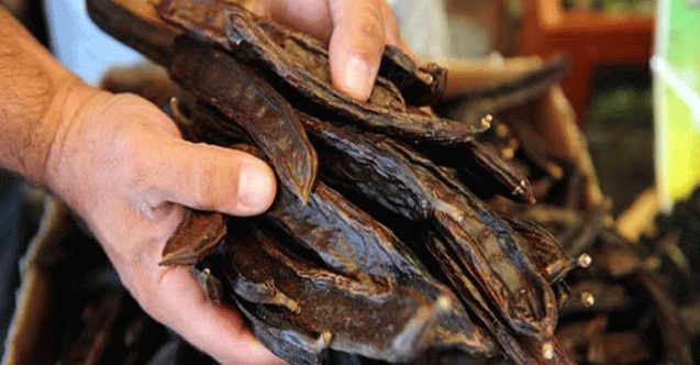 Girne'de harup toplama başlama tarihi 18 Ağustos