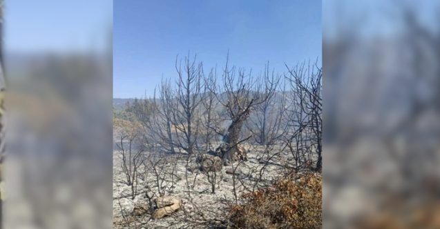 Kaçak piknik orman yangınına sebebiyet verdi.... 15 dönümlük alan kül oldu