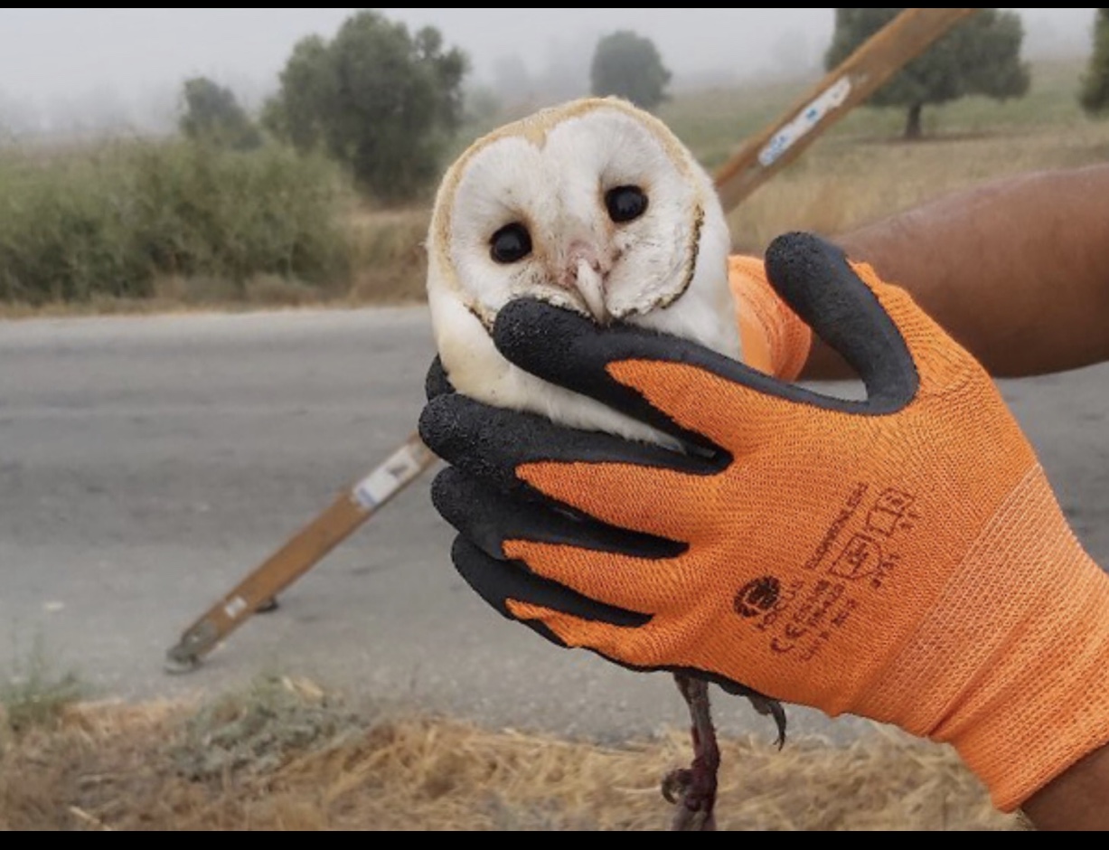 Yaralı baykuş operasyonla kurtarıldı