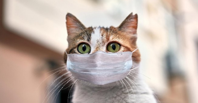 KORONAVİRÜS BULAŞAN KEDİLER İTLAF EDİLDİ