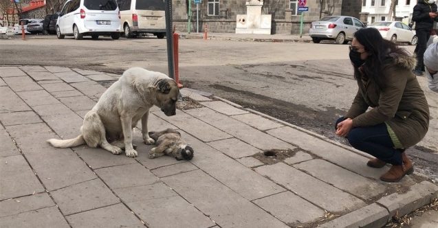 Anne köpeğin yürek yakan görüntüsü