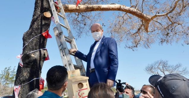 Tatar'dan ağaca kuş yuvası