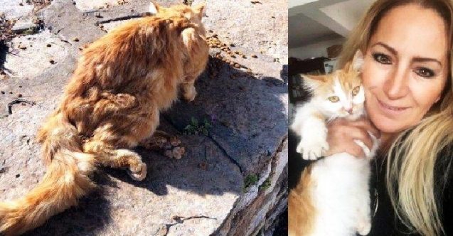 Sokak kedisini kurşunladılar