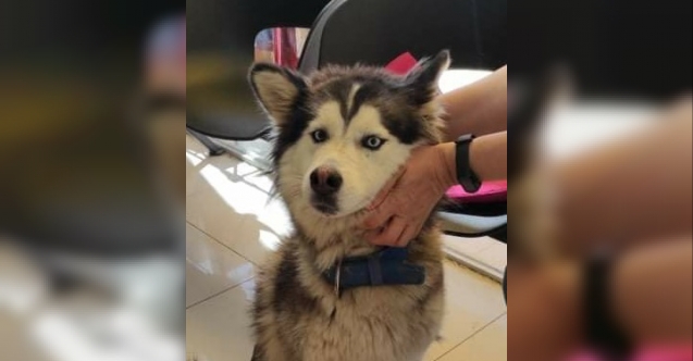 Çatalköy'de vicdansızlık! Köpeği tüfekle vurdular
