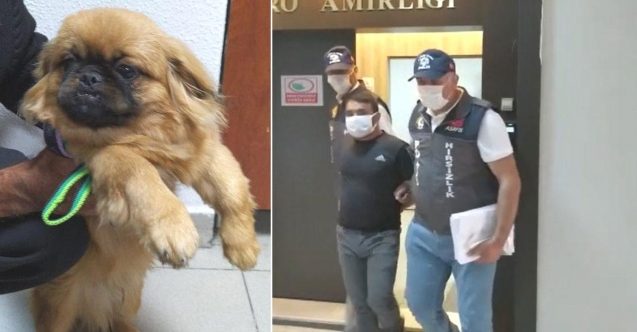 Değerli eşya bulamayınca köpeği çaldı