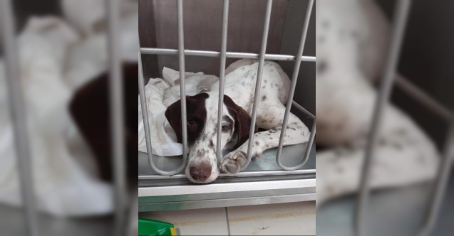 Girne’de tecavüze uğrayan köpek bulundu: Durumu iyi
