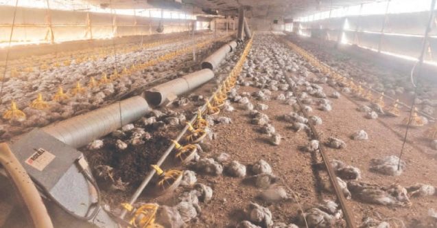 347 konut yandı, 80 bin tavuk telef oldu!