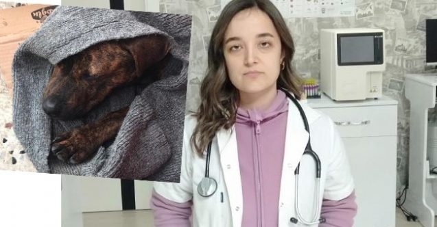 Sokak köpeğine tecavüz