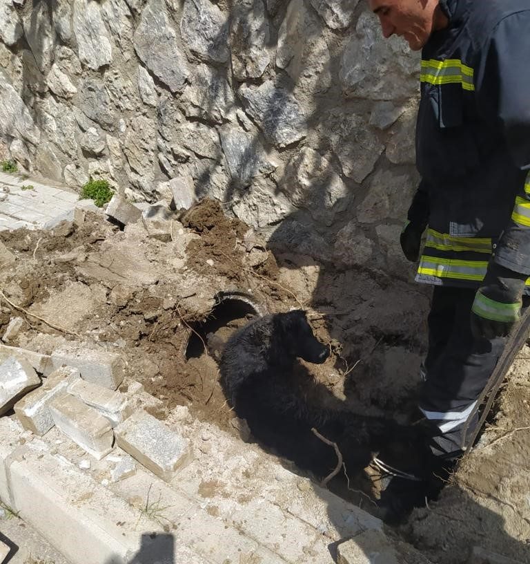 İki köpeği ölümden kurtardılar