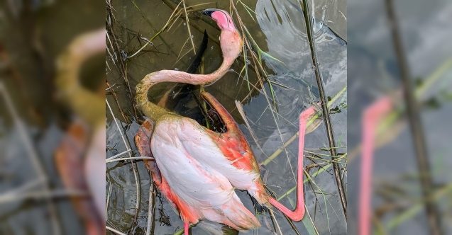 Kancalı misinaya takılan flamingo öldü
