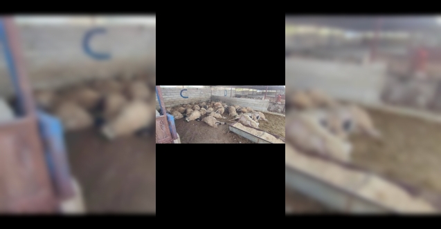 Başıboş köpek katliamı! "Bu zararı kim karşılayacak?"