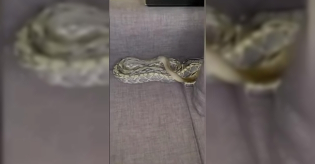 Uyuduğu yastığın altından 7 metrelik yılan çıktı