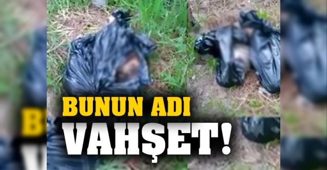 Girne'de kedi katliamı!