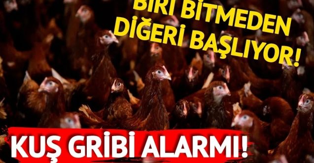 Kuş gribi, KKTC'ye de sıçradı