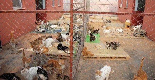 Barınaktan kedi çalındı