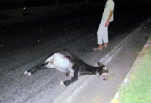 Başıboş eşek, iki kazaya neden oldu