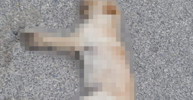 Ağırdağ’da canilik! Zehirli katliam