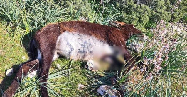 Öldürülen eşeklerle ilgili polisten geniş çaplı soruşturma