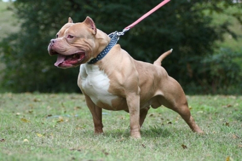 Pitbullun ısırdığı kadın yaralandı