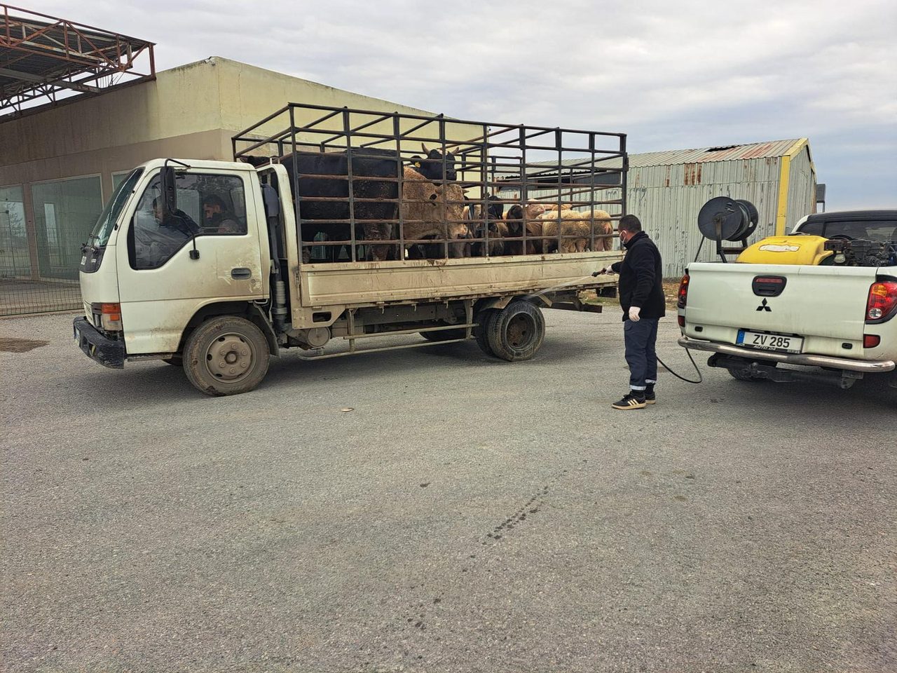 Lefkoşa ve Gönyeli’de şap tedbiri