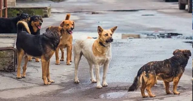 Lefke'de başıboş köpekler dehşet saçıyor