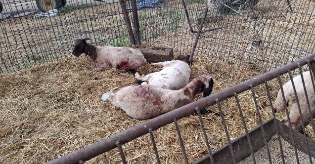 Mehmetçik’te başıboş köpek dehşeti