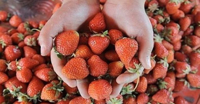 Yeşilırmak'ta Çilek Festivali yapılıyor