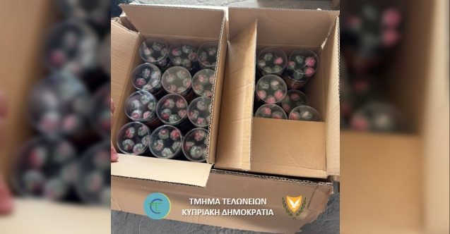 Konteynerden Hintkenevirli lolipoplar çıktı