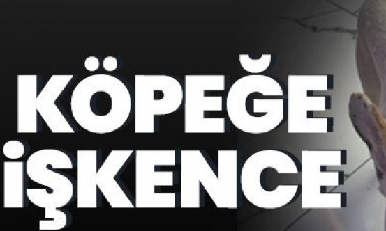 Köpeğine işkence etti
