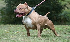 Pitbullun ısırdığı kadın yaralandı