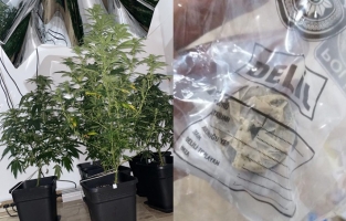 Saksılar içerisine ekili 169 kök hintkeneviri ile bir miktar kokain türü uyuşturucu bulundu